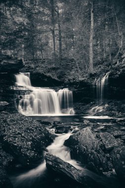 Ormandaki şelaleler siyah beyaz.