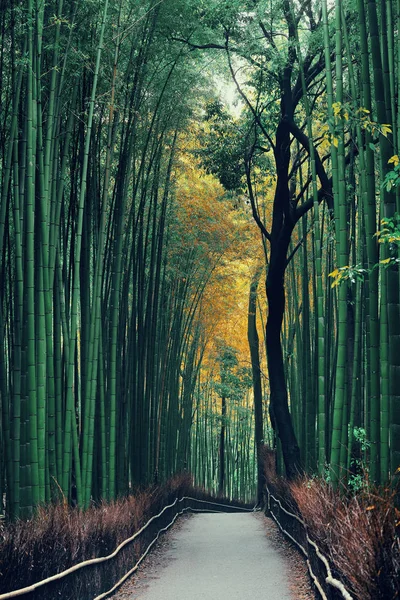 Bamboo Grove Arashiyama Kioto Japonia — Zdjęcie stockowe