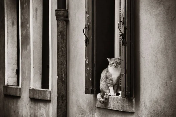 Talya Venedik Penceredeki Kedi — Stok fotoğraf