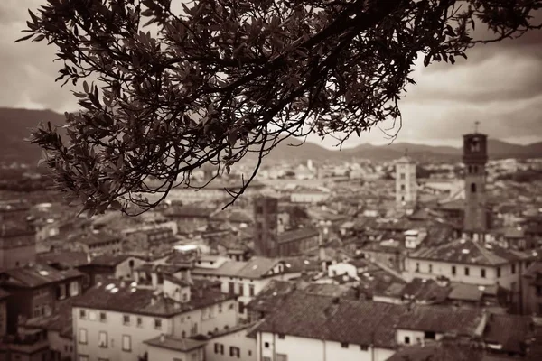 Guinigi Turm Und Lucca Dach Mit Historischen Gebäuden Italien — Stockfoto