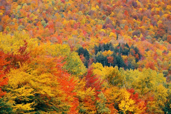 Färgglada Bladverk Abstrakt Bakgrund White Mountain New Hampshire — Stockfoto