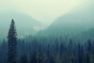 Sisli dağ orman Banff Ulusal Parkı'nda.