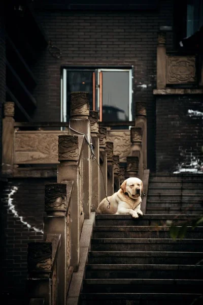 Собака Сяхао Старая Улица Чунцине Китай — стоковое фото