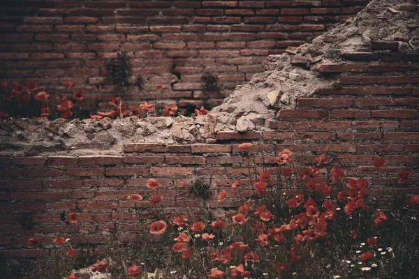 Římské Fórum Pozůstatky Historických Budov Květu Pole Itálie — Stock fotografie