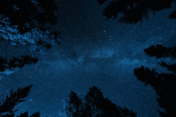Milky Way Στο Δάσος Στον Εθνικό Δρυμό Banff — Φωτογραφία Αρχείου
