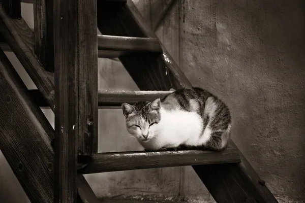 미코노스의 고양이 — 스톡 사진