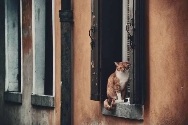 Γάτα Στο Παράθυρο Στη Βενετία Ιταλία — Φωτογραφία Αρχείου