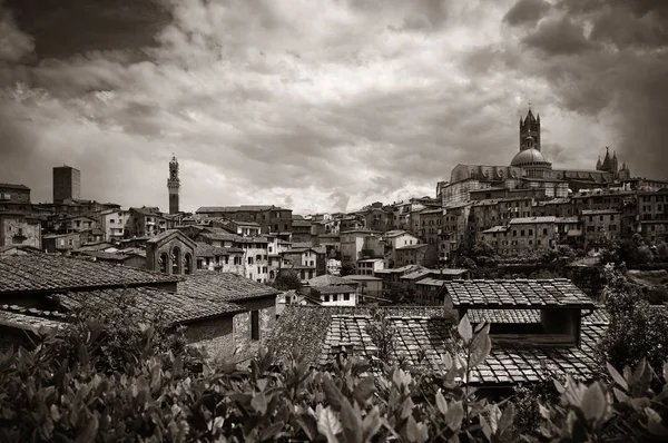 Siena panorama — Stock Photo, Image