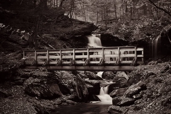 Vattenfall Skog Svart Och Vitt — Stockfoto