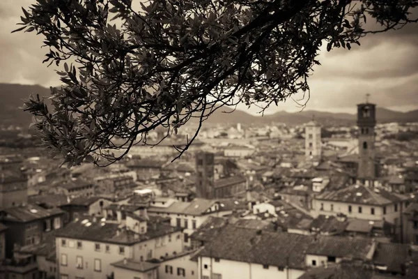 Guinigi Tower Och Lucca Takutsikt Med Historiska Byggnader Italien — Stockfoto