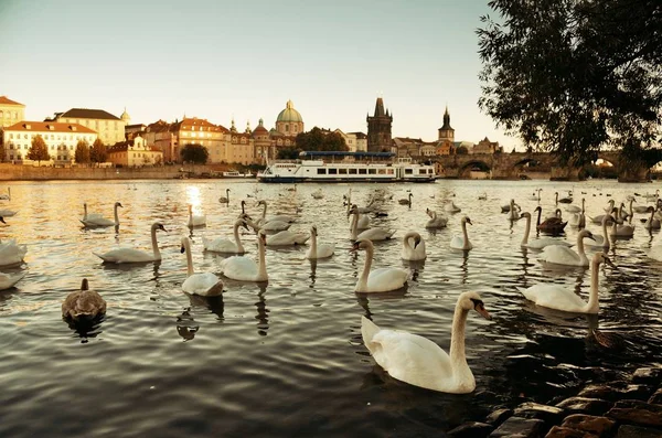 Vue Sur Ville Swan Prague Avec Des Bâtiments Historiques République — Photo