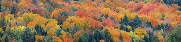丰富多彩的树叶抽象背景全景在新罕布什尔州白山 — 图库照片