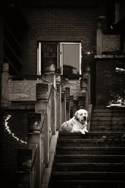 Dog Xiahao Old Street Chongqing China — Stock Photo, Image