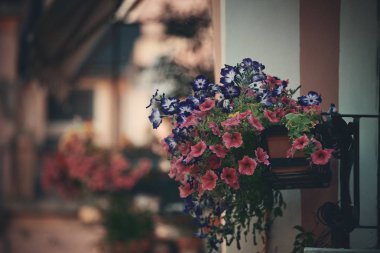Cinque Terre Monterosso çiçeği