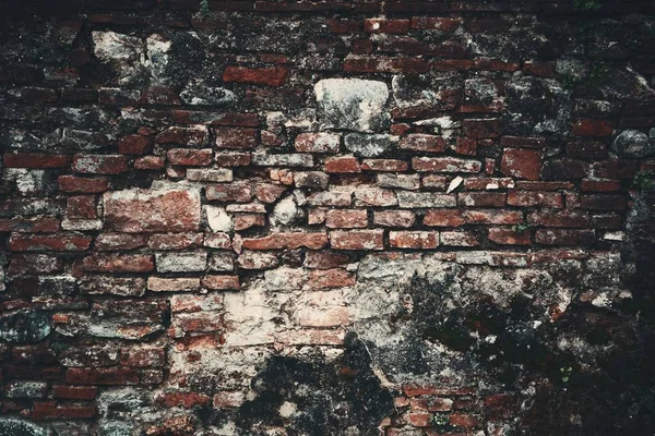 Lucca duvar dokusu — Stok fotoğraf