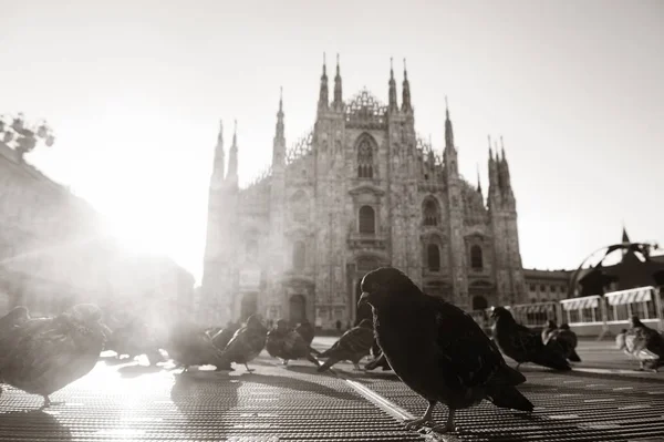 Holub Milan Cathedral Square — Stock fotografie