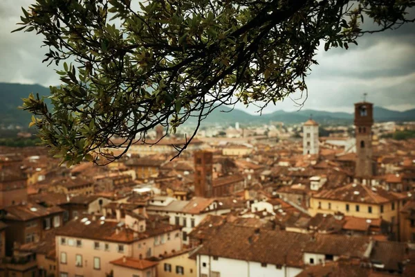 Lucca Guinigi Tower — Stockfoto