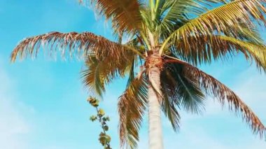 Güneşli bir günde düşük açılı hindistan cevizi ağacı manzarası Virgin Adaları 'ndaki St. Thomas plajı.
