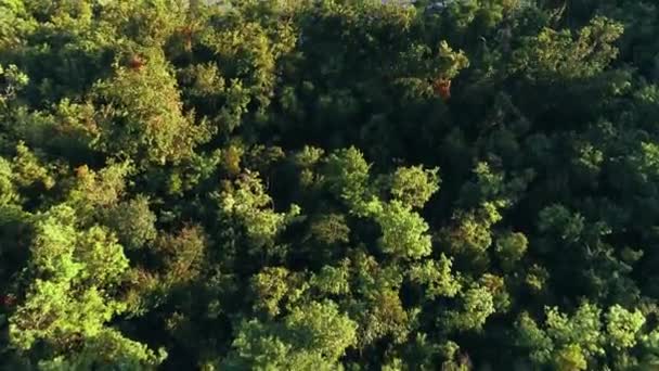 Letecký Pohled Deštný Prales Tomáše Zelenými Stromy — Stock video
