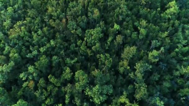Vue aérienne de la forêt tropicale de St Thomas avec des arbres verts 