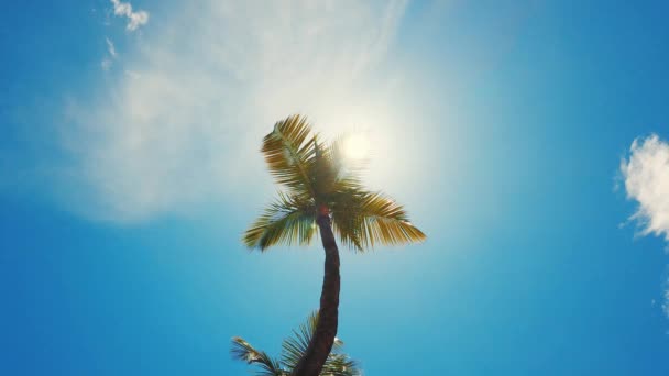 Vista Baixo Ângulo Coqueiros Dia Ensolarado Praia Thomas Ilhas Virgens — Vídeo de Stock