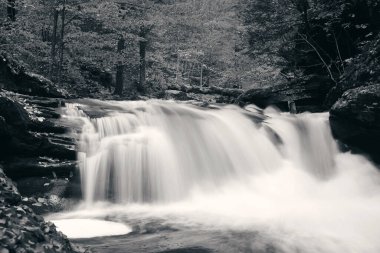 Ormandaki şelaleler siyah beyaz.
