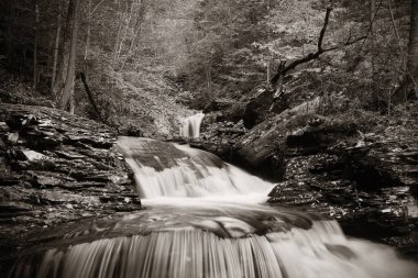 Ormandaki şelaleler siyah beyaz.