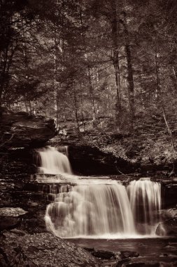 Ormandaki şelaleler siyah beyaz.
