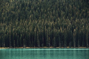 Ulusal Park, Kanada 'da orman ve göl.