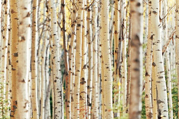 Birch tree closeup in Jasper National Park in Canada