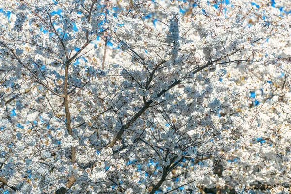 Weiße Kirschblüte Auf Bauernhof Frühling — Stockfoto