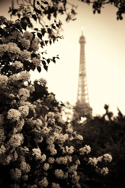 Paris 'teki bahçede Eyfel Kulesi ve çiçek