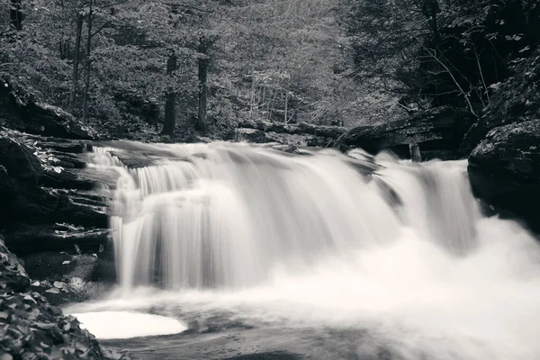 Ormandaki şelaleler siyah beyaz.