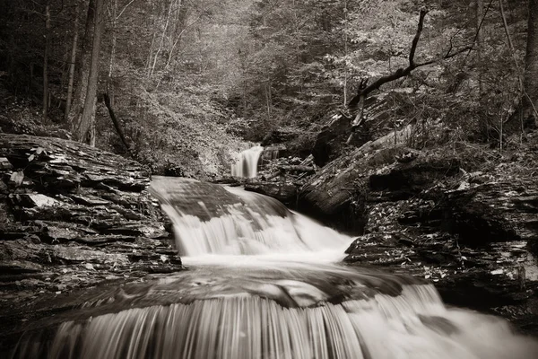 Ormandaki şelaleler siyah beyaz.