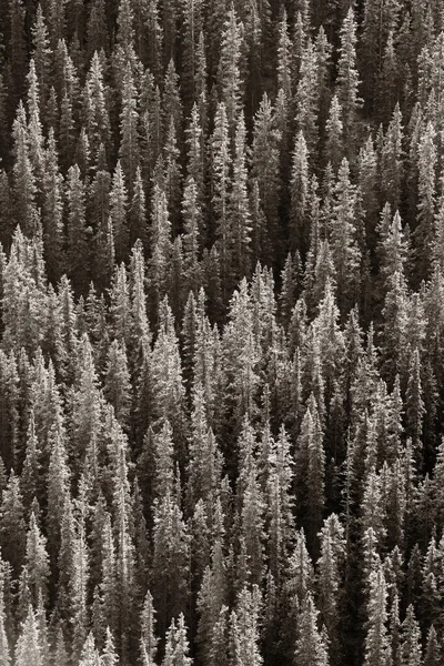 Streszczenie Lasu Parku Narodowym Banff Kanada — Zdjęcie stockowe