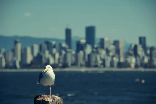 Egy Sirály Vancouverrel Belvárosban Hegyekkel — Stock Fotó