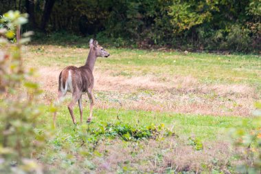 Sonra Sussex'te bir alan bırakılırsa geyik bir elma ağacı meyve tadını çıkarmak..