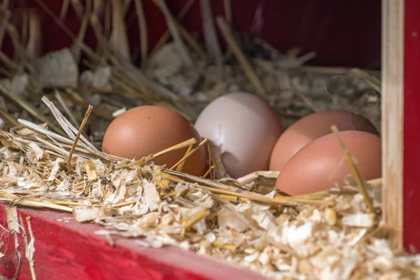 Eieren Gelegd Door Brown Leggen Hennetje — Stockfoto