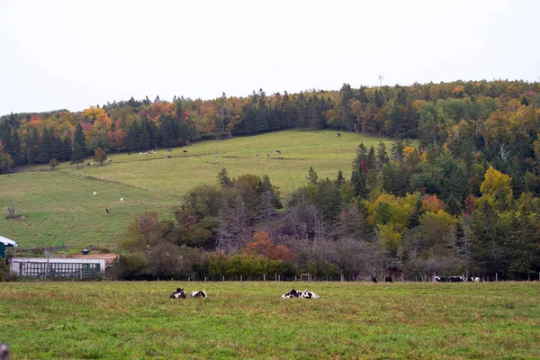 Holstein Cattle Dairy Farm Sissex New Brunswick — Stock Photo, Image