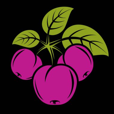 Yeşil yapraklı mor basit vektör erikleri, olgun tatlı meyveler. 