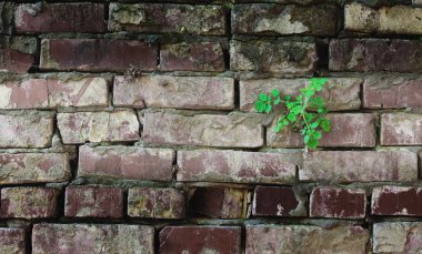 eski kirli kırmızı tuğla duvar (arka plan dokusu)