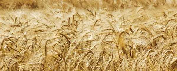 Golden Barley Ears (agriculture, harvest, industry)