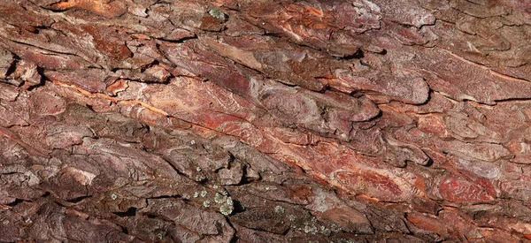 Hintergrundtextur Der Baumrinde Haut Die Rinde Eines Baumes Der Risse — Stockfoto