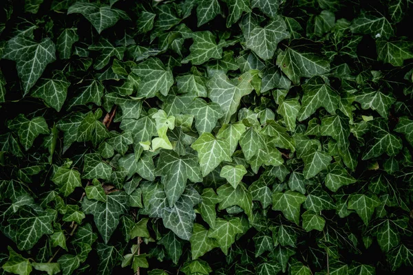 Ivy Tekstury Zielone Liście Tła Wzór Liści — Zdjęcie stockowe
