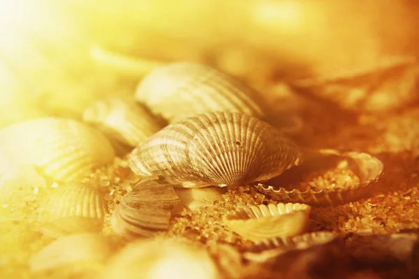 沙子背景的小海贝壳和石头 — 图库照片