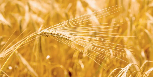 Primo Piano Fondo Orzo Oro Agricoltura Raccolto Concetto Industria — Foto Stock