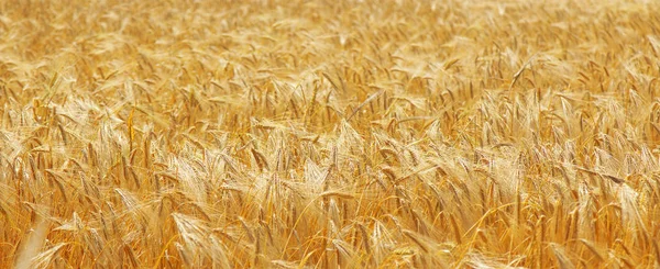 Gouden Oren Van Gerst Een Veld Landbouw Agronomie Industrie Concept — Stockfoto