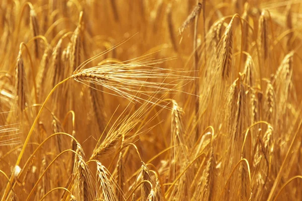 Sfondo Campo Orzo Agricoltura Agronomia Industria — Foto Stock