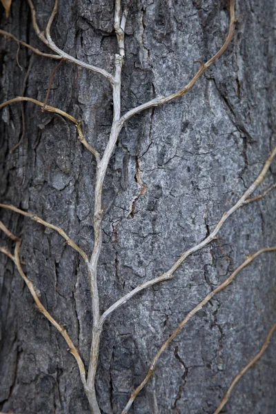 Alte Baumstruktur Und Muster Hintergrund Grauem Efeu Für Das Design — Stockfoto