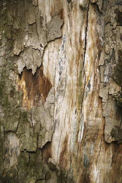 Vieux Fond Riche Texture Bois Sale Avec Des Nœuds Mur — Photo